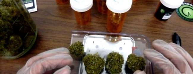El Poder Ejecutivo promulgó la ley que aprueba el uso medicinal de la planta de cannabis